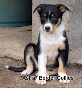Puppy no 2, Ben x Pru litter, Tricolour Male border collie